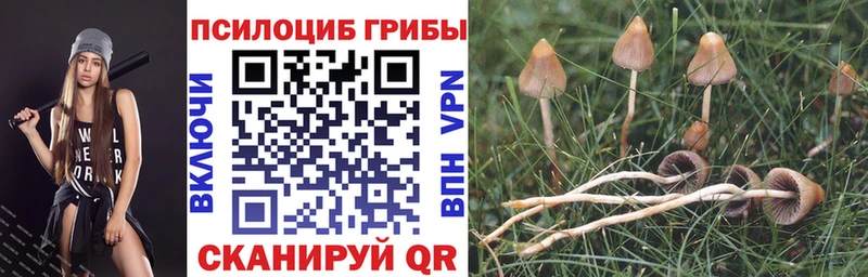 blacksprut ССЫЛКА наркота Арсеньев Псилоцибиновые грибы прущие грибы